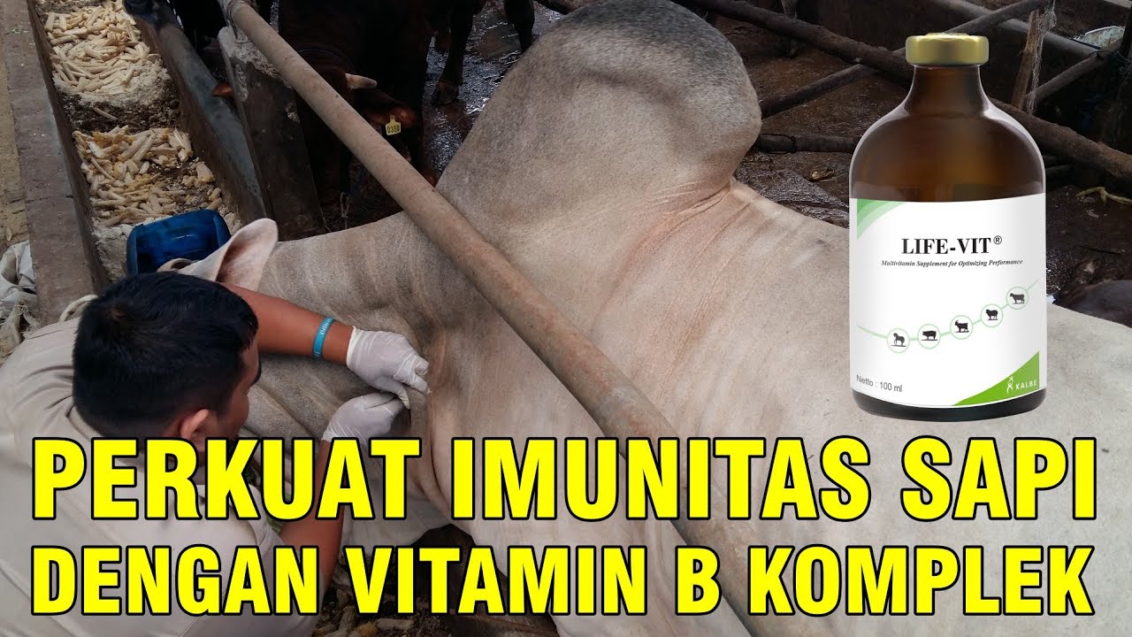 
                                 Vitamin-Tingkatkan-Imunitas-Sapi-B-Komplek.jpg